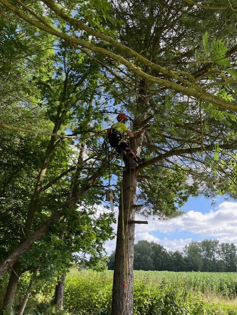 CPD Module - Chainsaw from a Rope and Harness (C&G NPTC) 0041-04