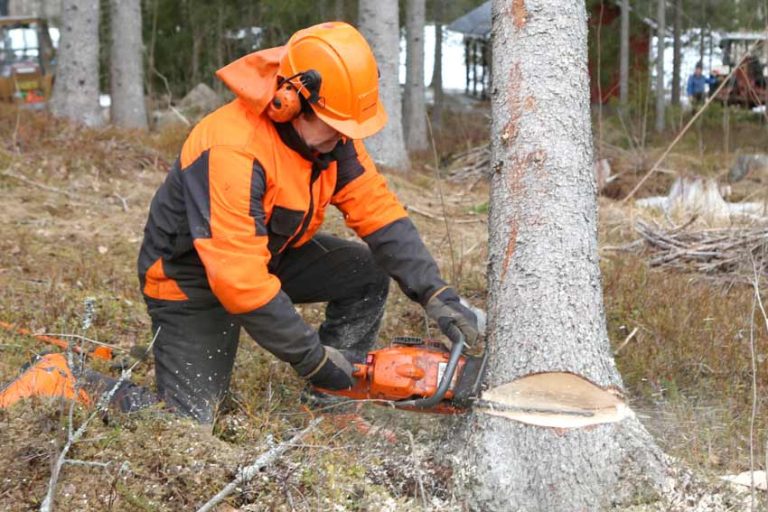 Felling Small Trees up to 380mm (C&G NPTC) 0039-21