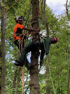 CPD Module - Climbing Trees and Aerial Rescue (C&G NPTC) 0041-03