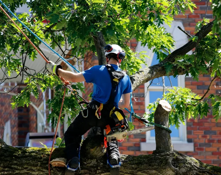 Chainsaw Maintenance and Crosscutting (C&G NPTC) 0039-20