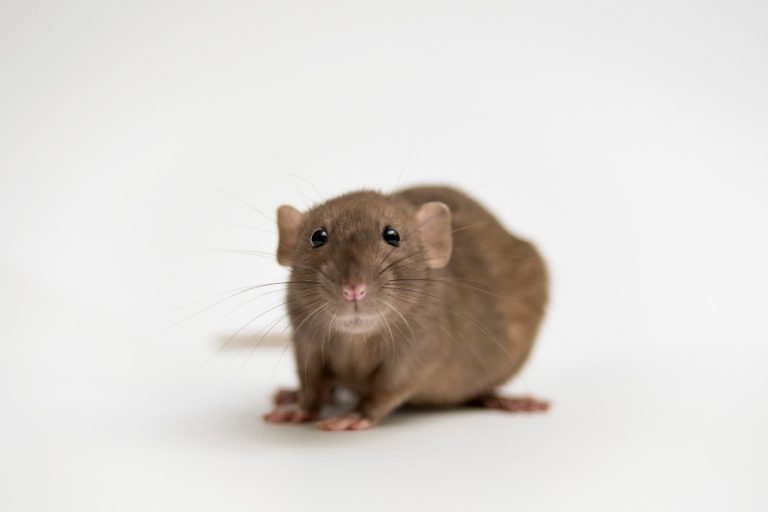 Rodent Management (Lantra Awards)