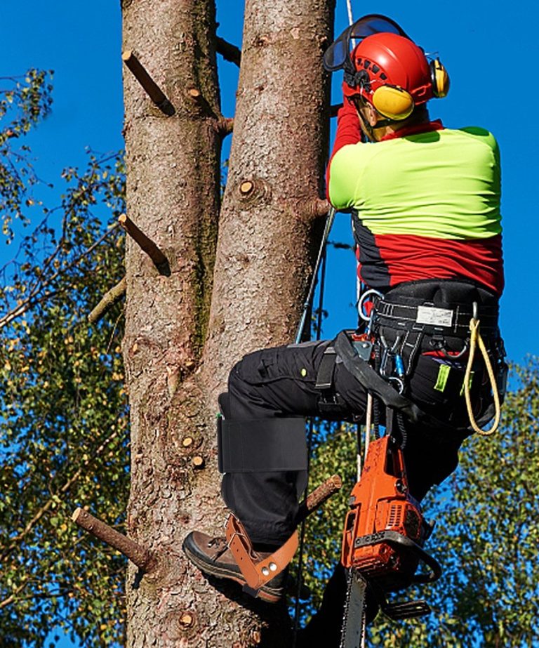 Aerial Tree Rigging (C&G NPTC) 0039-32